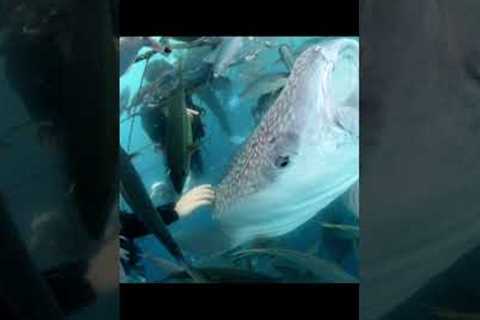 scuba diving with whale sharks in Okinawa #travel #scubadiving #animals #nature #shorts