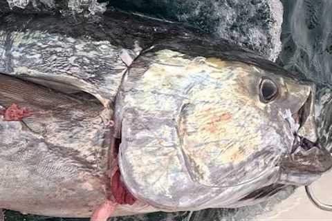 How Do You Catch Real Life Sea Monsters? {Giant Bluefin Tuna North Carolina 2 Miles From the Beach}