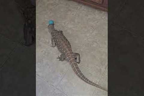 TRYING TO STEAM FLOORS WITH A PET DINOSAUR | FRIENDLY SAVANNAH MONITOR LIZARD #lizard #shorts