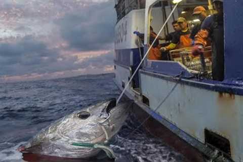 Amazing Giant bluefin tuna, LONG LINE FISHING VIDEOS - How to Cut a Tuna for Sashimi