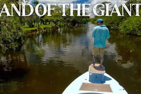 I've never Seen This Many GIANT SNOOK in My Life! (Fly Fishing)