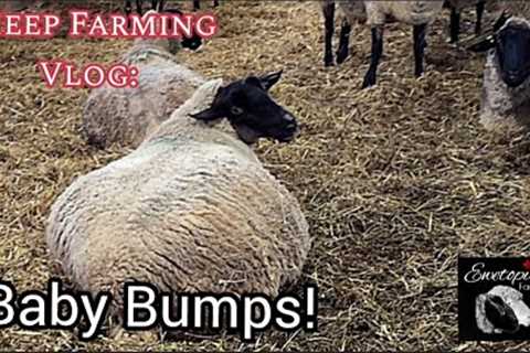 Highs &amp; Lows Sheep Farming:  Lambing Is Imminent &amp; Our Ram Lamb Loses His Battle With Stones
