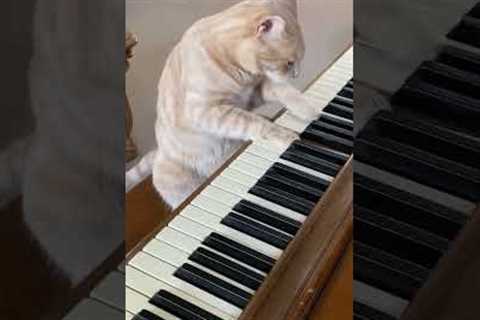 Cat Plays Piano! 🎹 #cats #piano