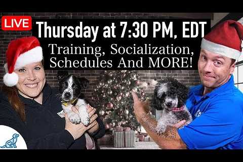 The December Dog Training Problem (LIVE Q&amp;A)