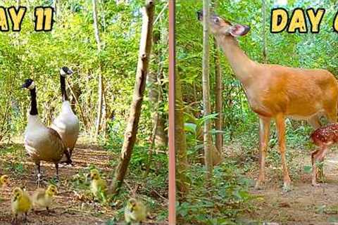 70 Days of Trail Camera Footage in 20 Minutes!!