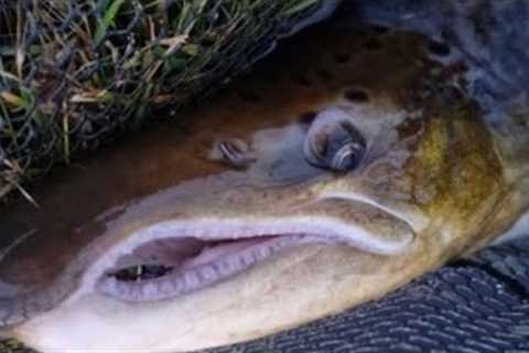2023 PERSONAL WORLD RECORD SALMON NEARLY DRAGS MAN IN TO FREEZING RIVER