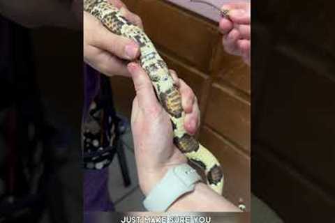 🐍 Snake GENDER REVEAL! 🩷💙 How to probe a snake and determine whether its male or female