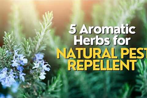 Top 5 Aromatic Herbs for Natural Pest Repellent