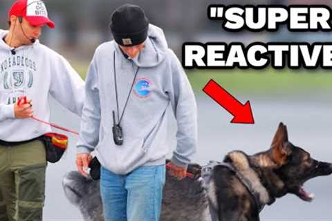 Dog trainer tried to take his German Shepherd away