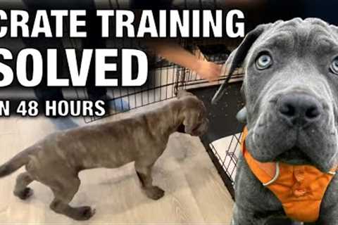 Episode 7: 2 Problems Solved! Mastering Crate Training &amp; Getting the Dogs to Get Along ￼