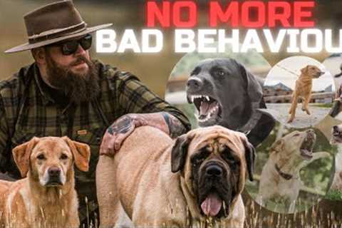 How To Solve The Most Common Problem Dog Behaviours