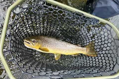 Gotta LOVE FLY-FISHING for Wild Trout in Central PA!!