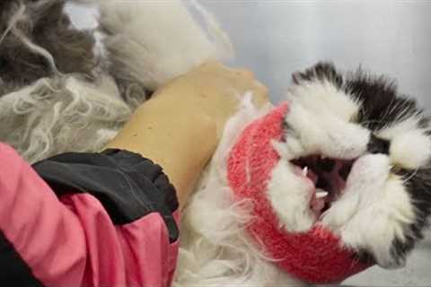 An extreme EMERGENCY situation... | Persian Cat