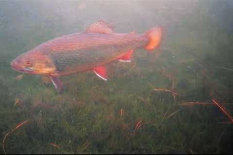 Ice Fishing for GIANT  INLAND Brook Trout!
