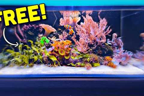 New Corals for the EASIEST Reef Tank Setup