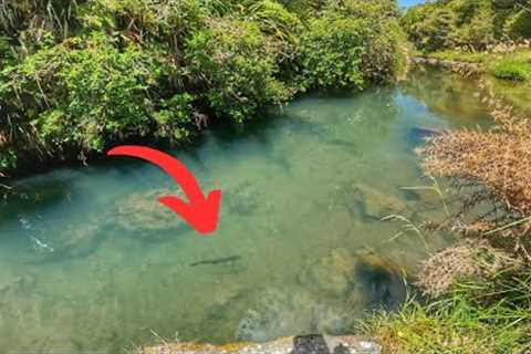 Fishing the MOST AMAZING Trout Water!