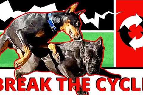 Battle Dogs Require Major Attitude Adjustments Early! Fix your Big, Young Dog Before it’s Too Late!