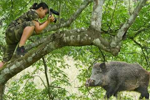 While Hunting, Discovered a Herd of Wild Boars - This is How the Female Warrior Survives, Part 5
