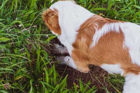 How to Keep Dogs Out of Your Yard