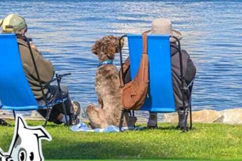 San Diego’s Top 10 Dog Friendly Activities