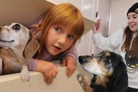 Dog HiDE n SEEK with Olive and Koopa!!  Can our dogs Find us Hiding? Playing a new game as a family