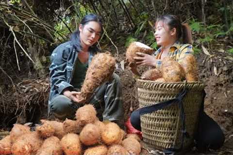 Harvest, giant potatoes brought to market to sell, green forest life, survival alone