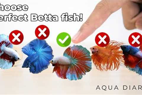 How To Choose A Best Betta Fish
