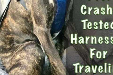 Best Crash-Tested Dog Harnesses For The Car