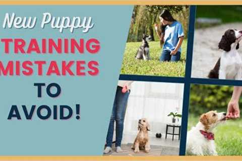 Top Puppy Training Mistakes to Avoid