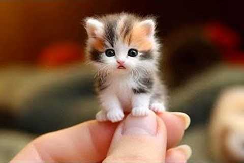 Funny cats here! 😊 10 Minutes of adorable Kittens for a good mood!
