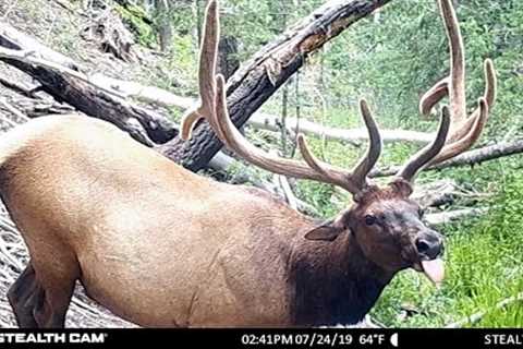 Our Best Trail Camera Footage!