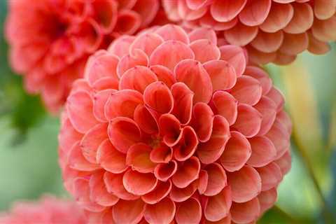 8 Gorgeous Dahlia Colors for Summer 2023