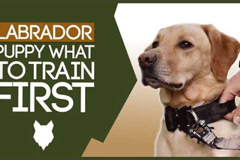 LABRADOR PUPPY TRAINING! What To Train Your Labrador Puppy First!?