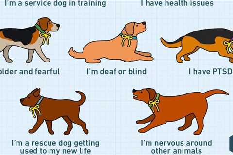 If You See a Yellow Ribbon on a Dog Collar, This Is What It Means