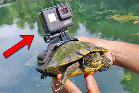 BEST GoPro on a Turtle! Swimming Underwater