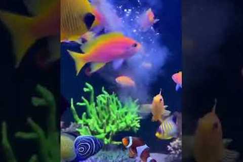Feeding some BEAUTIFUL saltwater fish in the 1000L reef tank❗️ #aquariumfish #aquarium #reefing