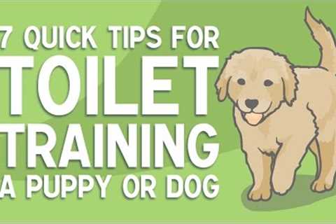 7 Quick Tips for TOILET TRAINING a Puppy or Dog