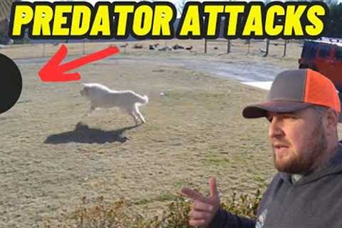 GIANT GUARD DOG CHASES OFF PREDATOR AFTER DEADLY ATTACK CAUGHT ON SECURITY CAMERA
