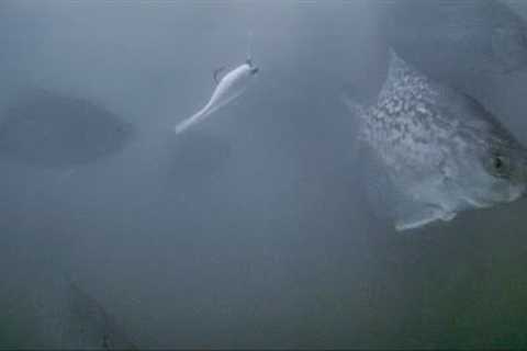 CRAPPIE FISHING WITH UNDERWATER CAMERA | LOTS OF ACTION🎥