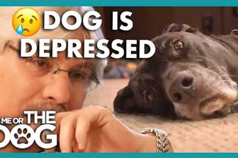 Owner Doesn't Know How to Handle Depressed Dog!😢 | It's Me or the Dog