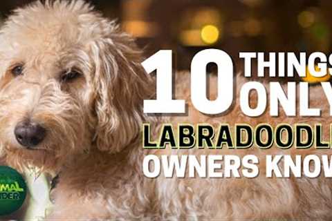 10 Things Only Labradoodle Dog Owners Understand