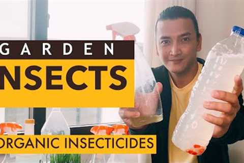 Organic Insecticide | Pangtaboy at pampuksa sa mga ANTS, APHIDS, MITES, AT SNAILS | GARDEN PEST TIPS