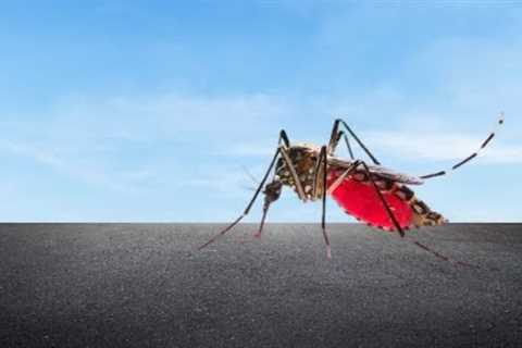 World Health Organization Issues Urgent Warning as Global Dengue Crisis Escalates in 2023
