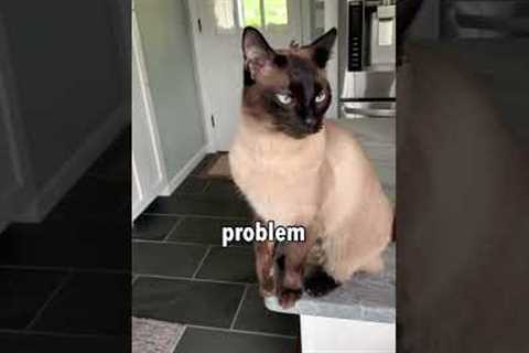 One more reason I love my cat ❤️