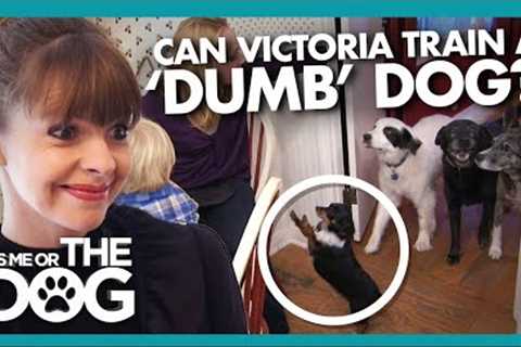 Can Victoria Train this dog that is 'Lacking in Smarts' | It's Me or The Dog
