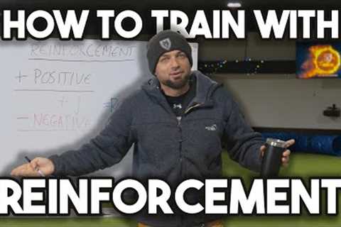 How to train dogs with REINFORCEMENT