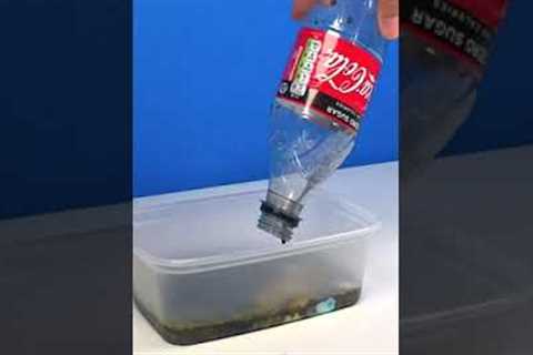 Coca Cola, Fanta, Sprite and Mentos | Experiment #Shorts