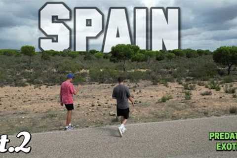 Exploring Spain's Hidden Reptile Wonders: A Herping Adventure! | Pt.2