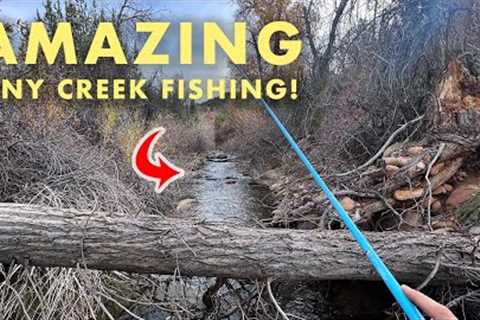The Small Creek With Surprisingly Large Fish! (Tenkara Fly Fishing)