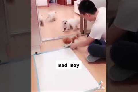funny dog training 😅😂😂 #shorts #dog training #funniest 😂😂😂